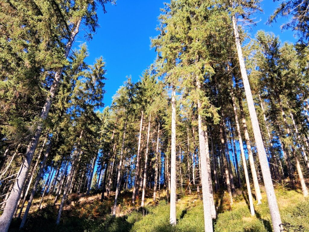 Wald in Vogtland - ideal für Frauen, die alleine wandern wollen