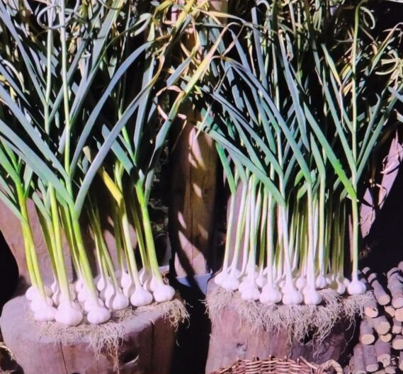 Detlef Kittelmanns Knoblauch