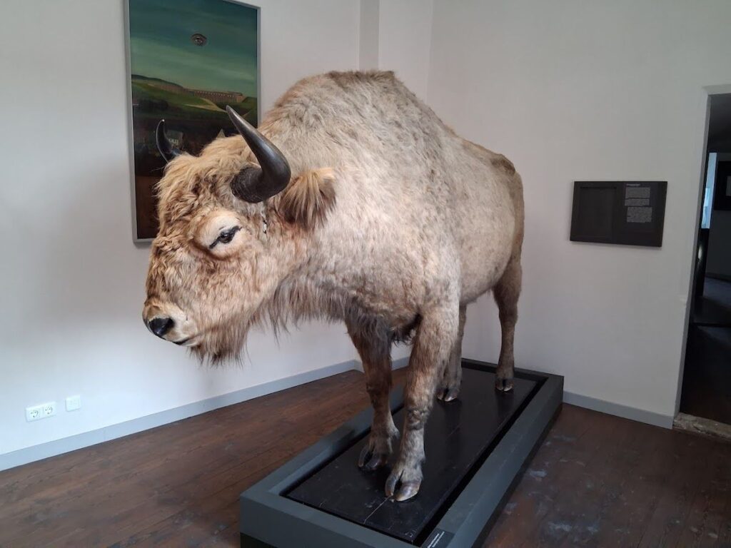 Wisent Burg Mylau im Vogtland