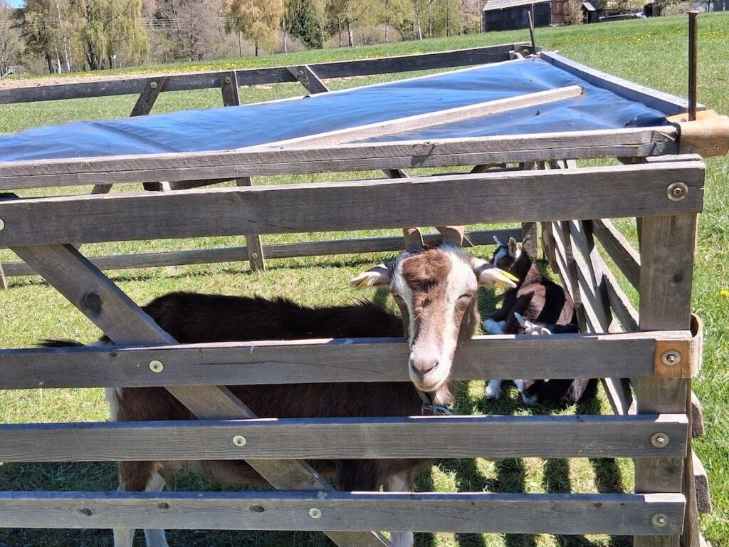Ziege im Stall Ziege guckt aus Verhau