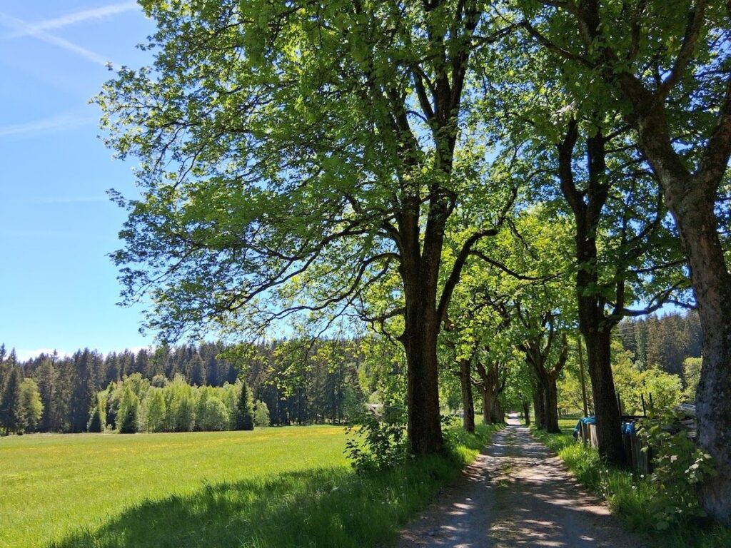 Allee im Vogtland an der Ferienwohnung Q 14