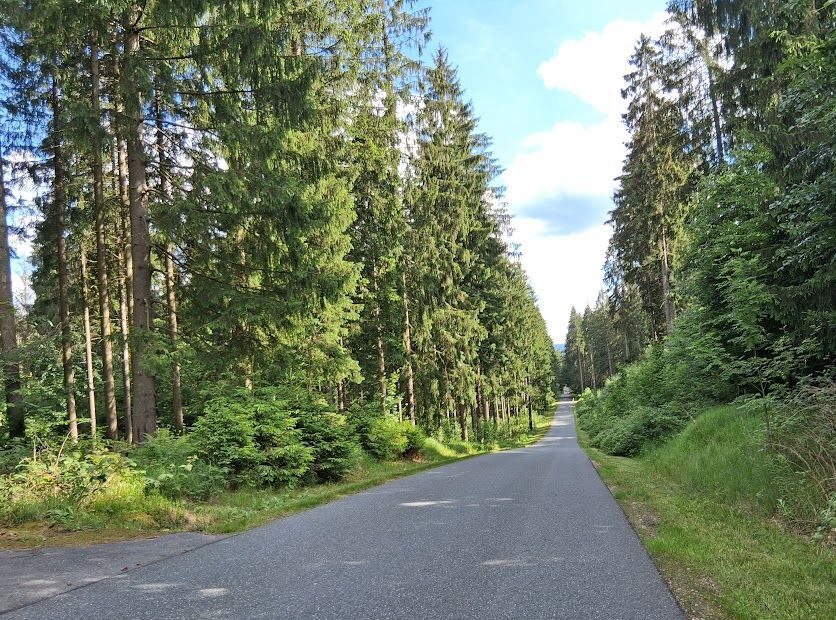 Straße im Wald