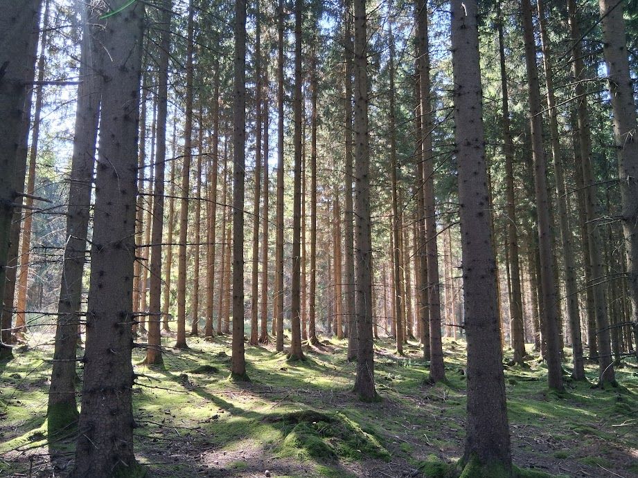 Wald