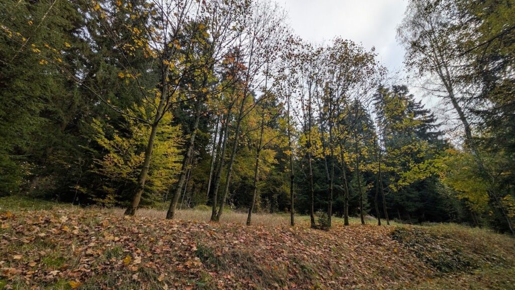 Laubbäume Entspanntes Wandern im Vogtland