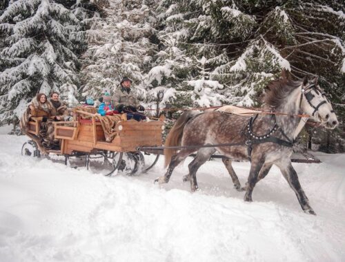 Winterausflug im Vogtland mit dem Pferdeschlitten