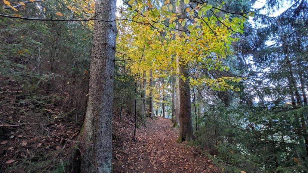 Wald im Vogtland Entspanntes Wandern im Vogtland