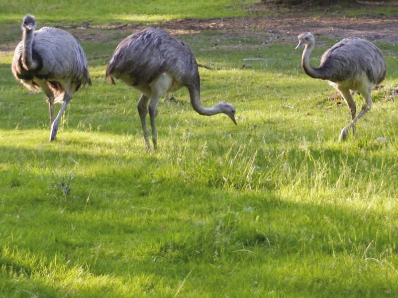 Tiergehege Zeulenroda Triebes